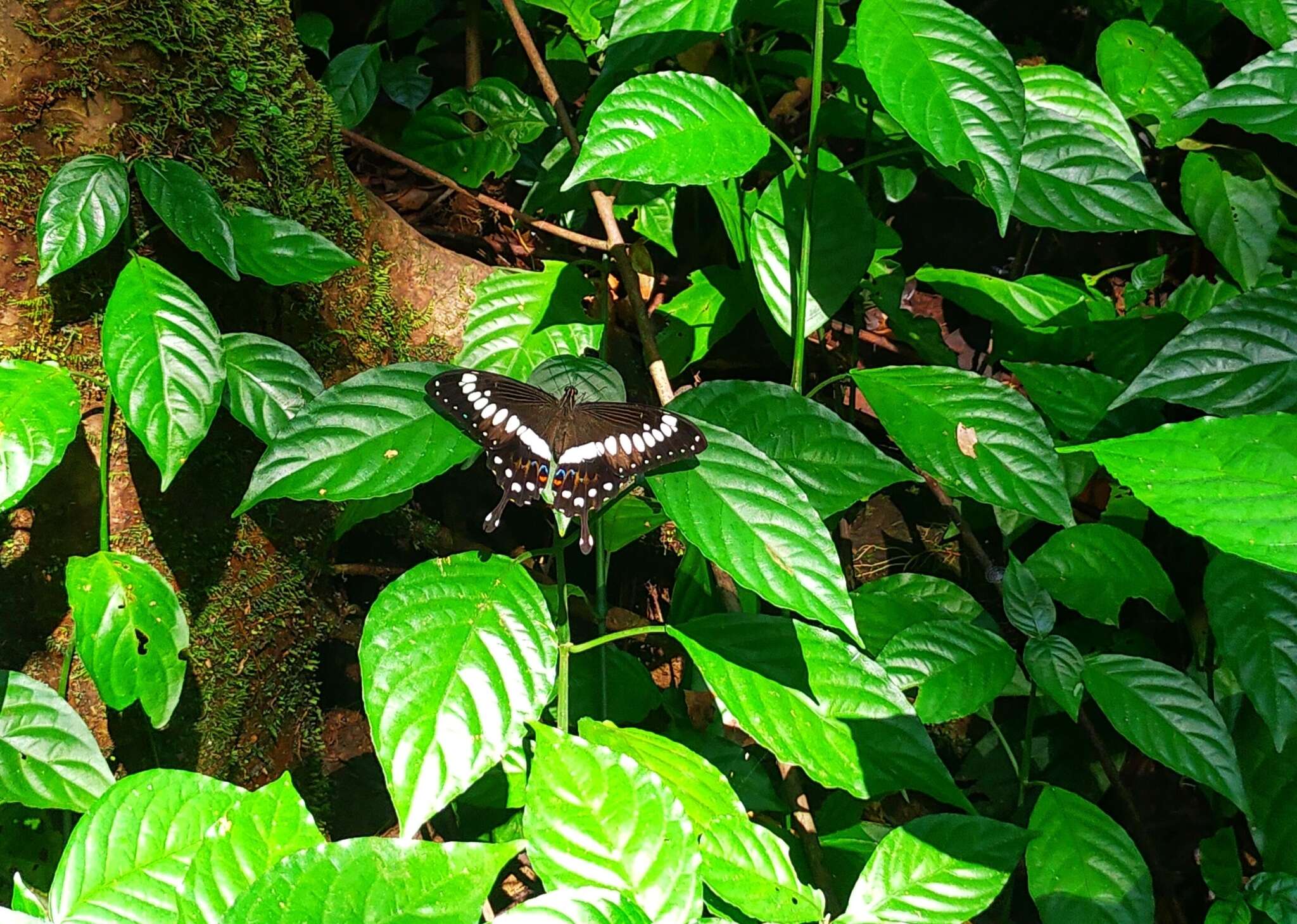 Sivun Papilio menestheus Drury (1773) kuva