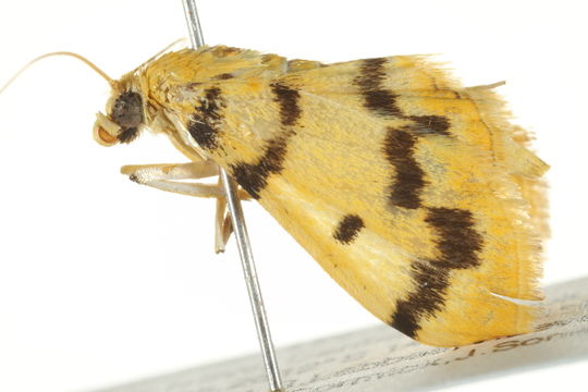 Image of <i>Dichocrocis clytusalis</i>