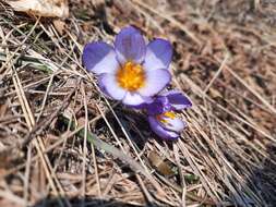 Image of Crocus tauricus (Trautv.) Puring