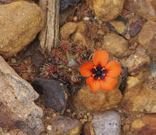 Image of Drosera platystigma Lehm.