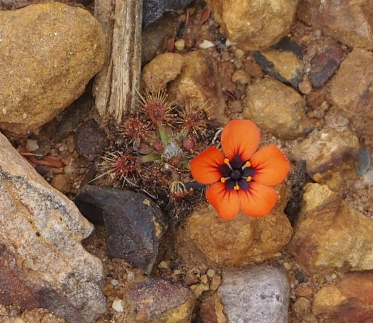 Image of Drosera platystigma Lehm.