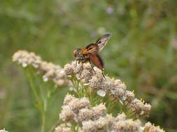 Imagem de Ectophasia crassipennis (Fabricius 1794)