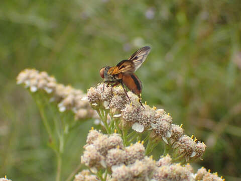 Imagem de Ectophasia crassipennis (Fabricius 1794)