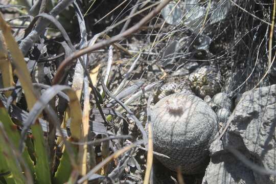 Image of Epithelantha greggii subsp. potosina