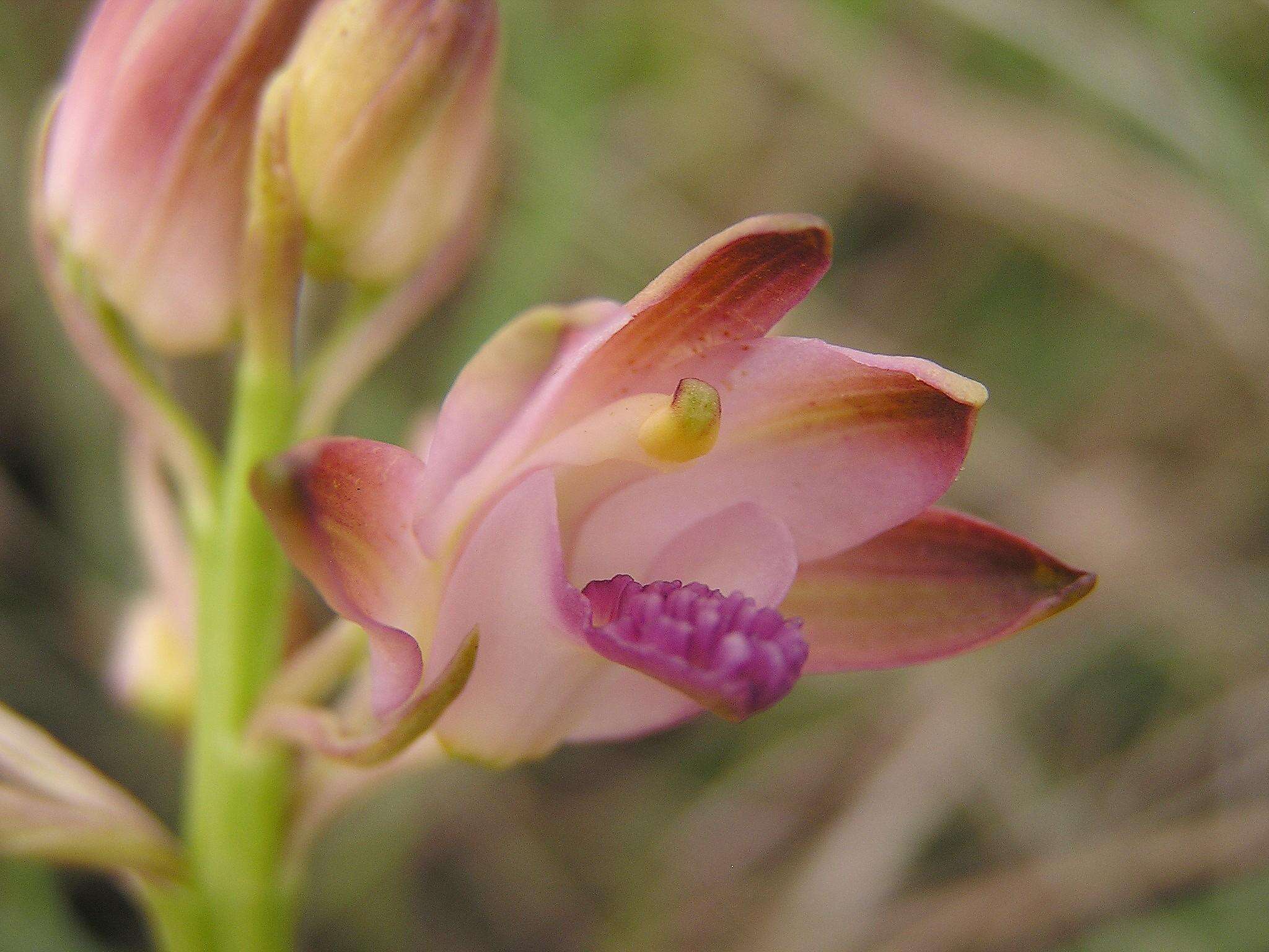 Image of Eulophia huttonii Rolfe