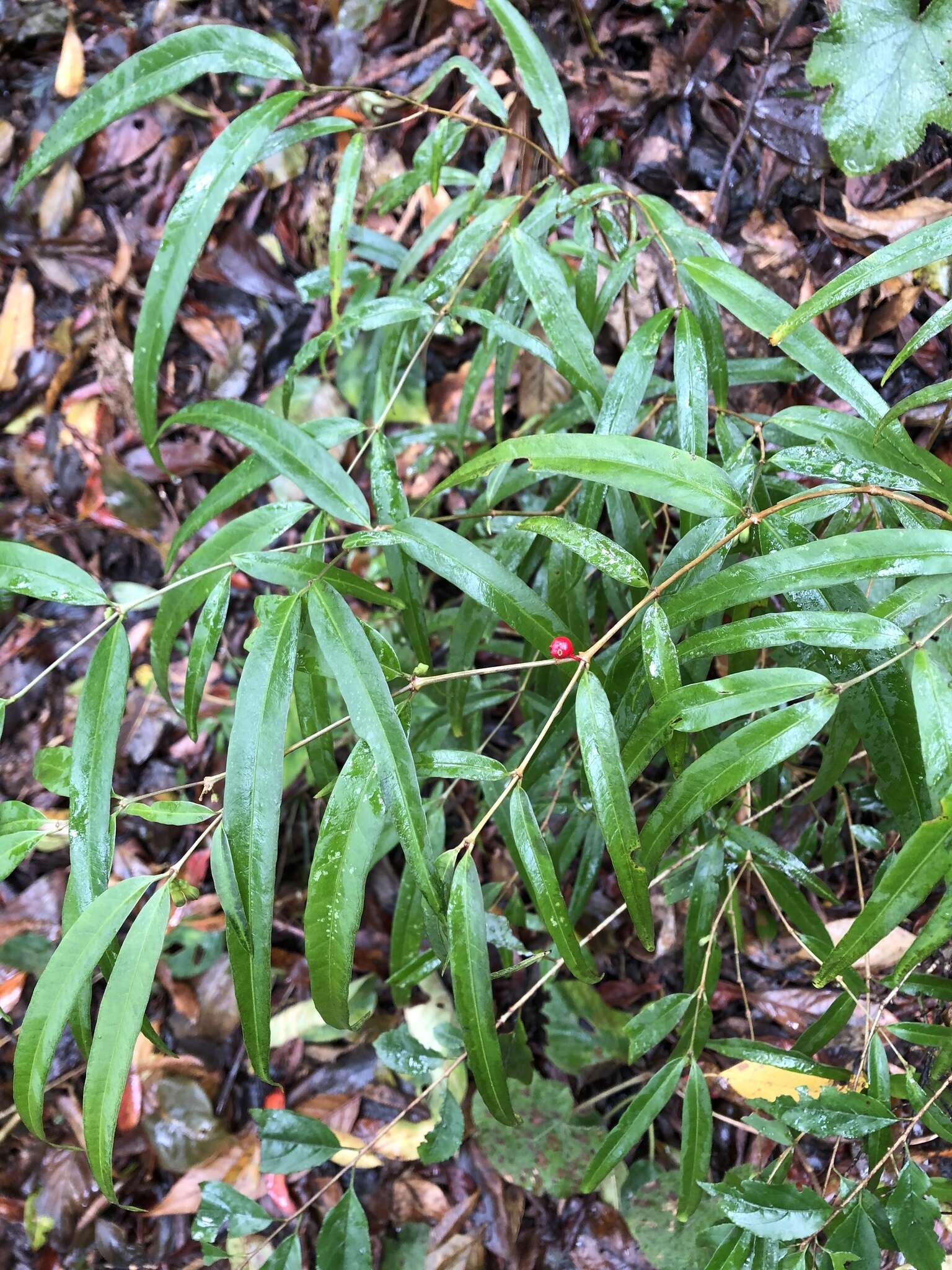 Image of Damnacanthus angustifolius Hayata