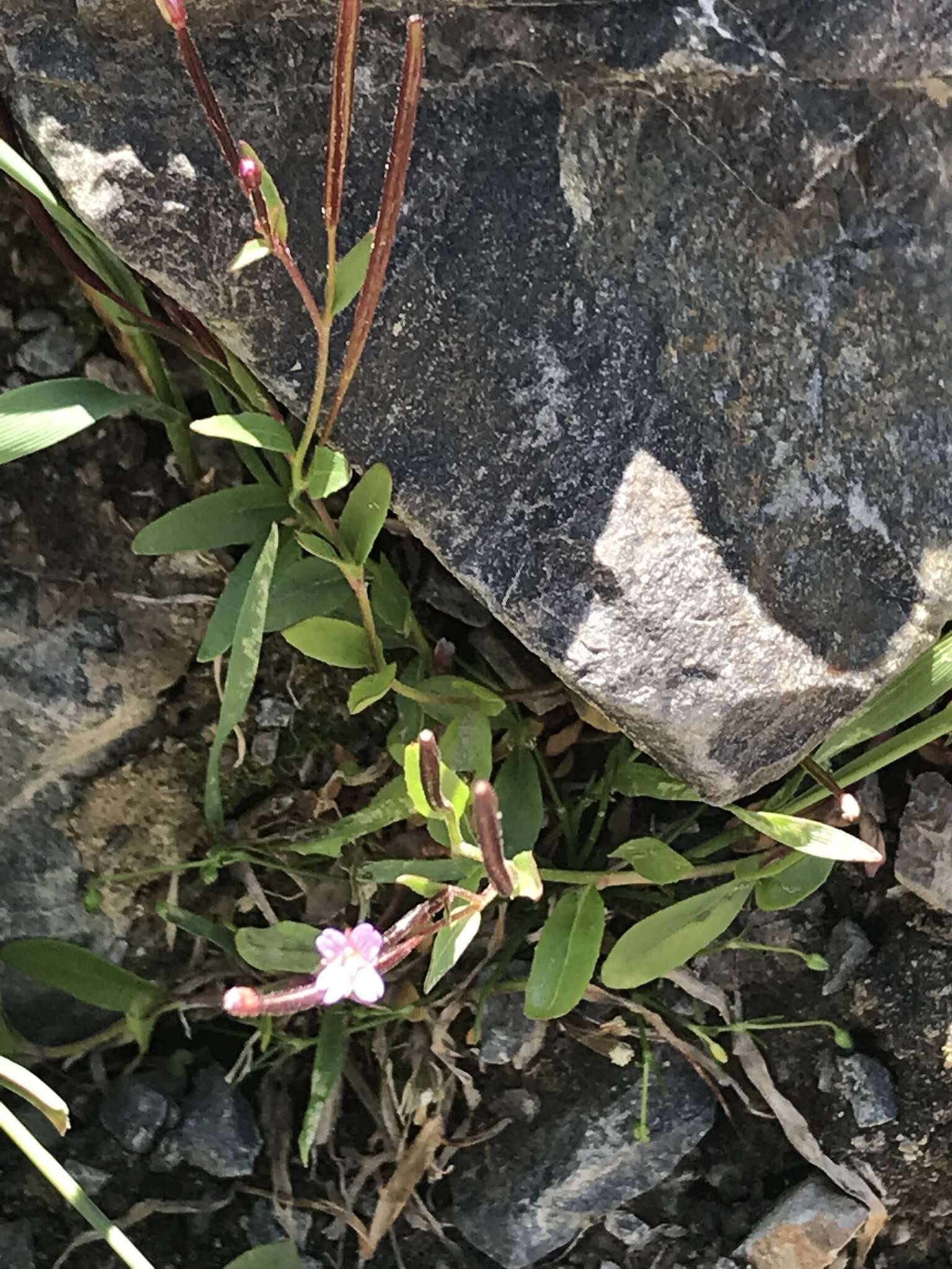 Image of talus willowherb