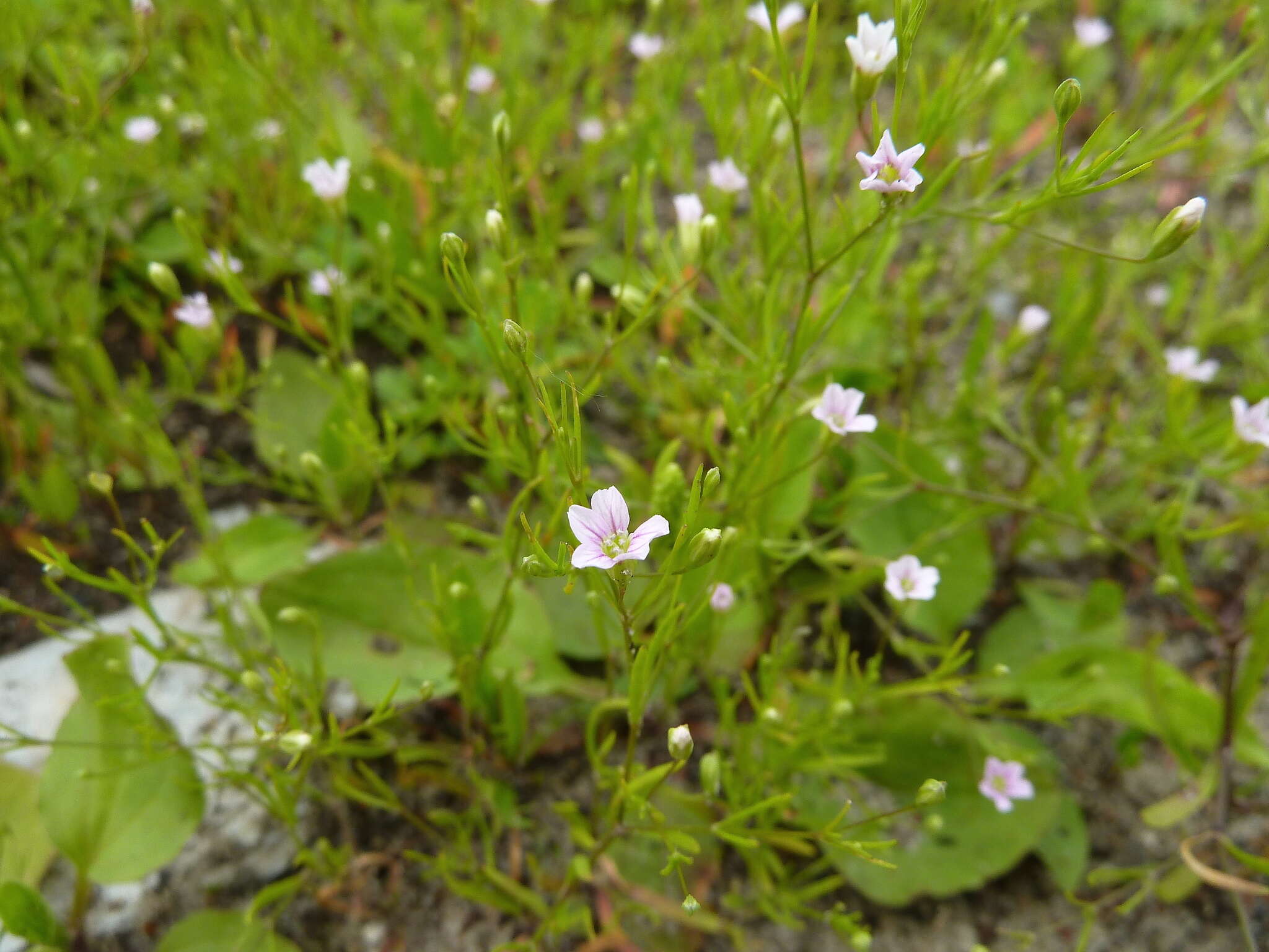 Image of Russian vine