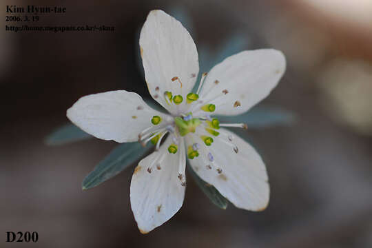 Image of Eranthis pinnatifida Maxim.