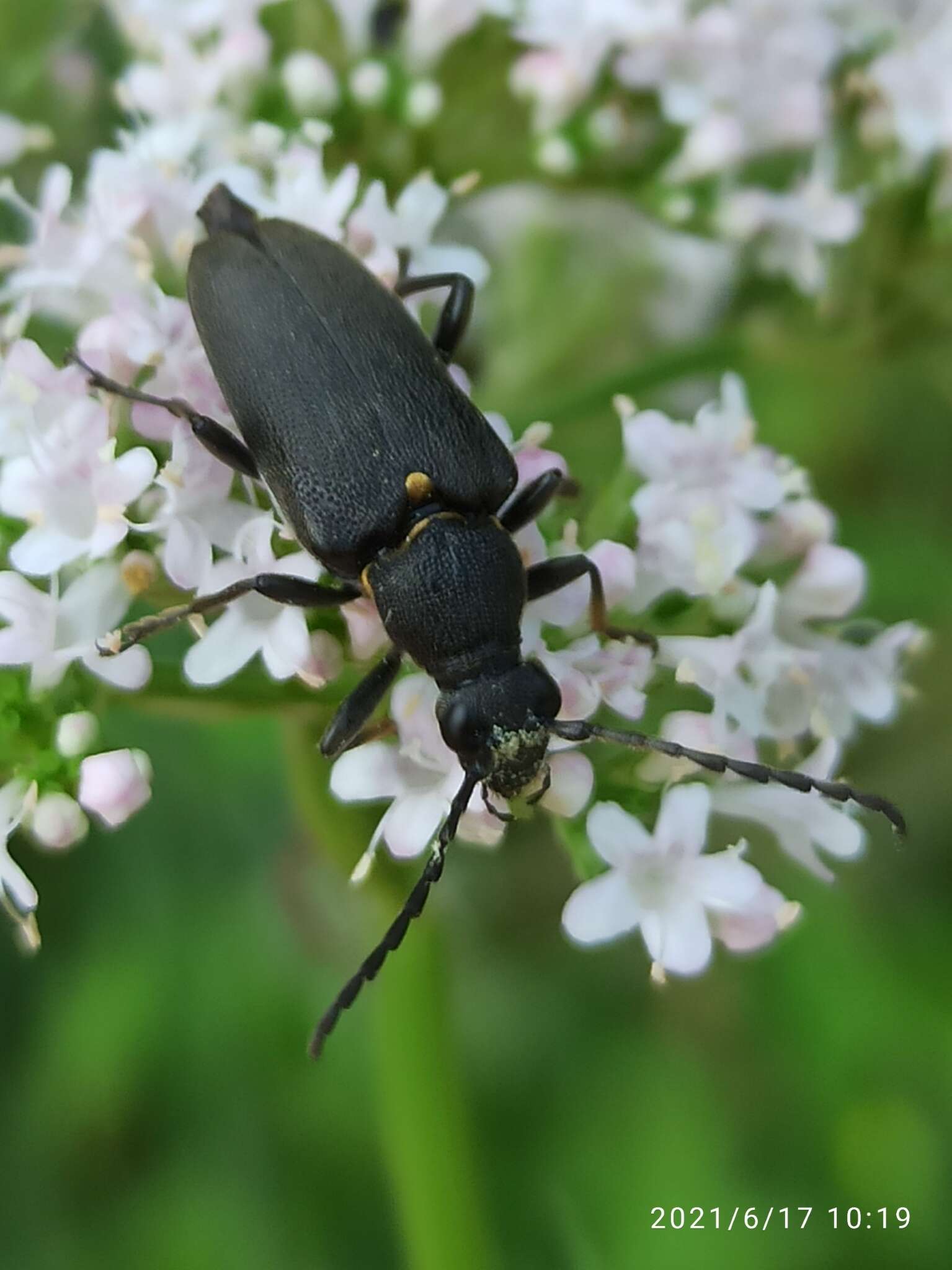 Imagem de Stictoleptura scutellata (Fabricius 1781)