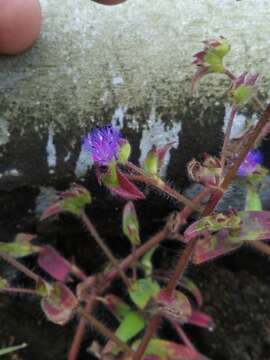 Image of Cyanotis arcotensis R. S. Rao