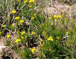 Image of Senecio alooides DC.