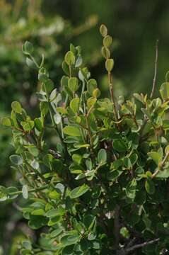 Image of Flueggea verrucosa (Thunb.) G. L. Webster