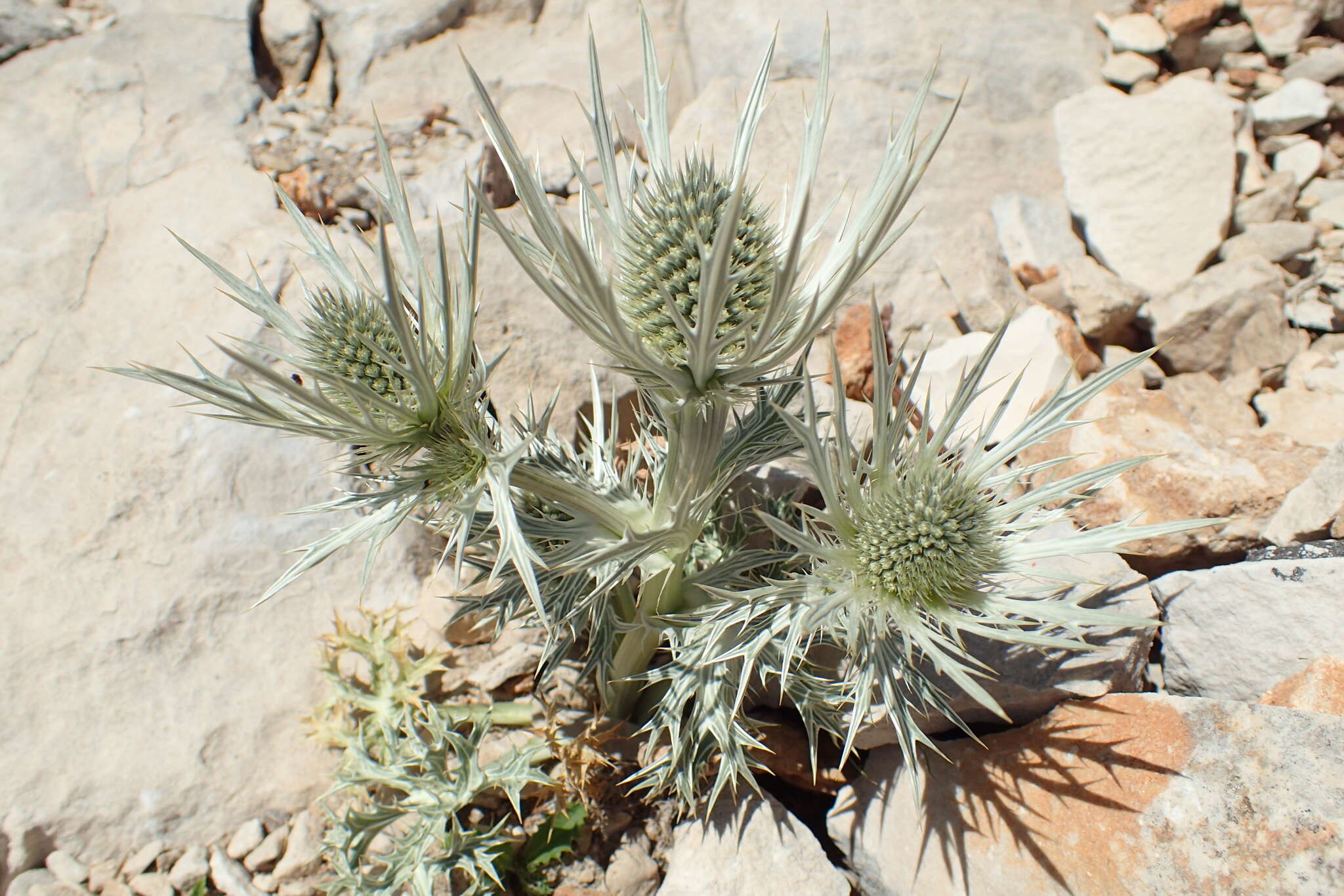 Eryngium spinalba Vill. resmi