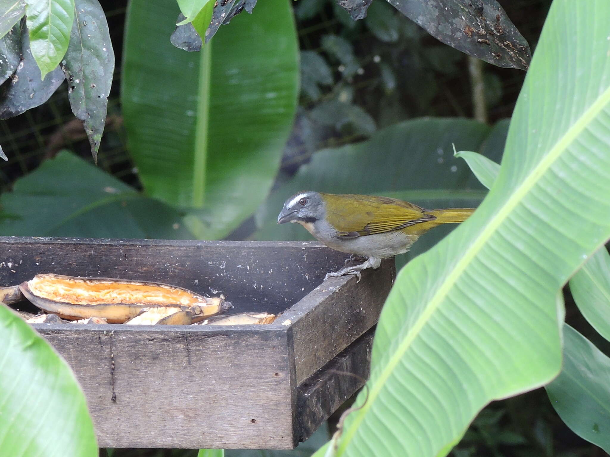 Image of Buff-throated Saltator