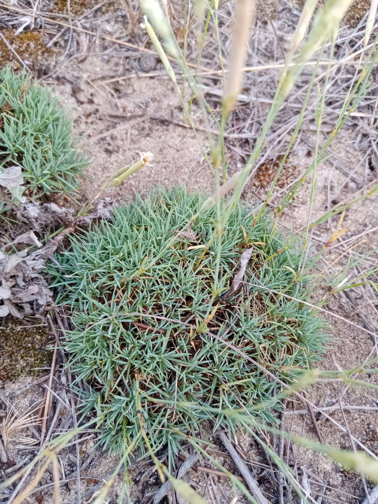 Image of Dianthus volgicus Juzepczuk