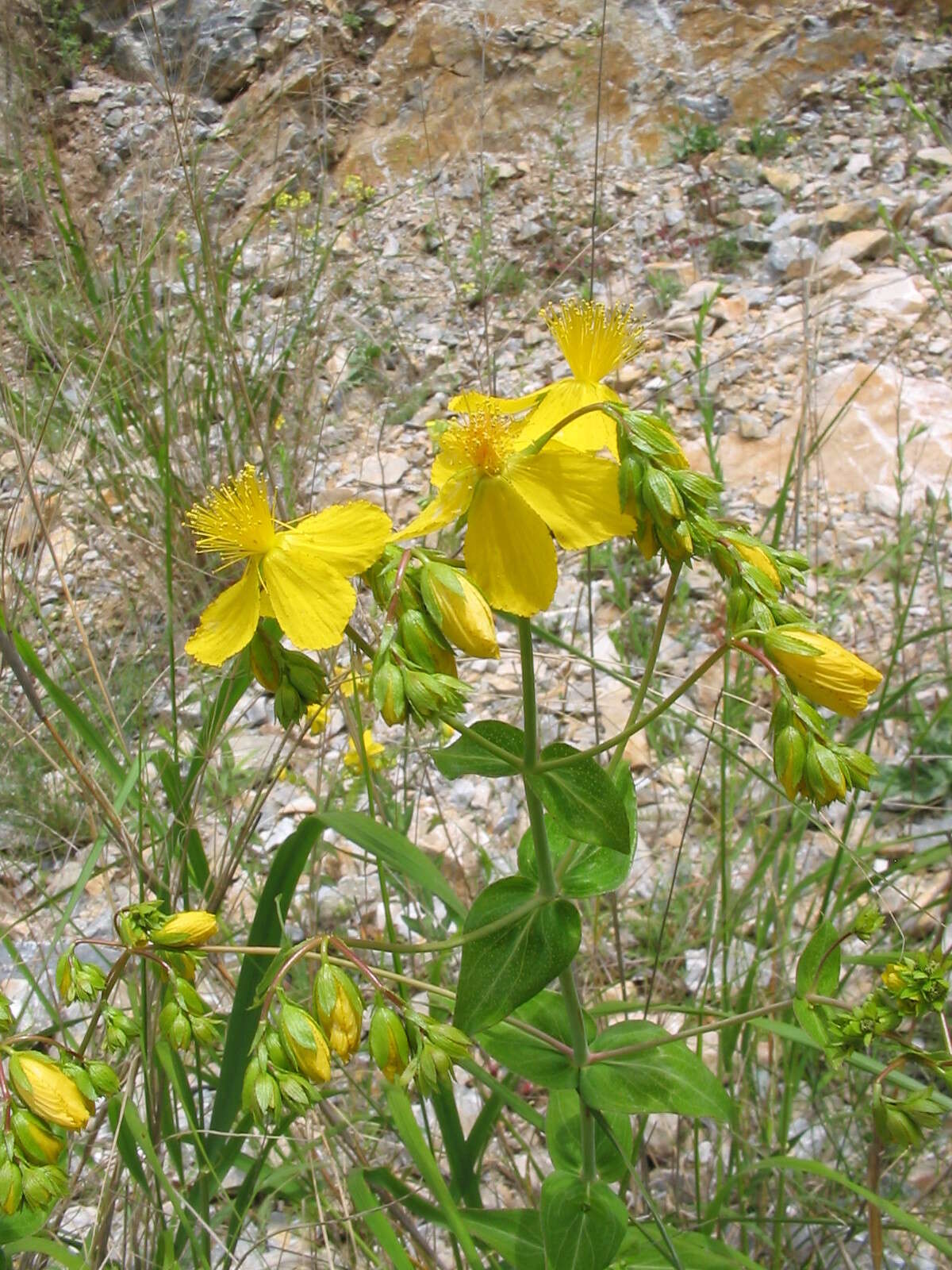 Imagem de Hypericum perfoliatum L.