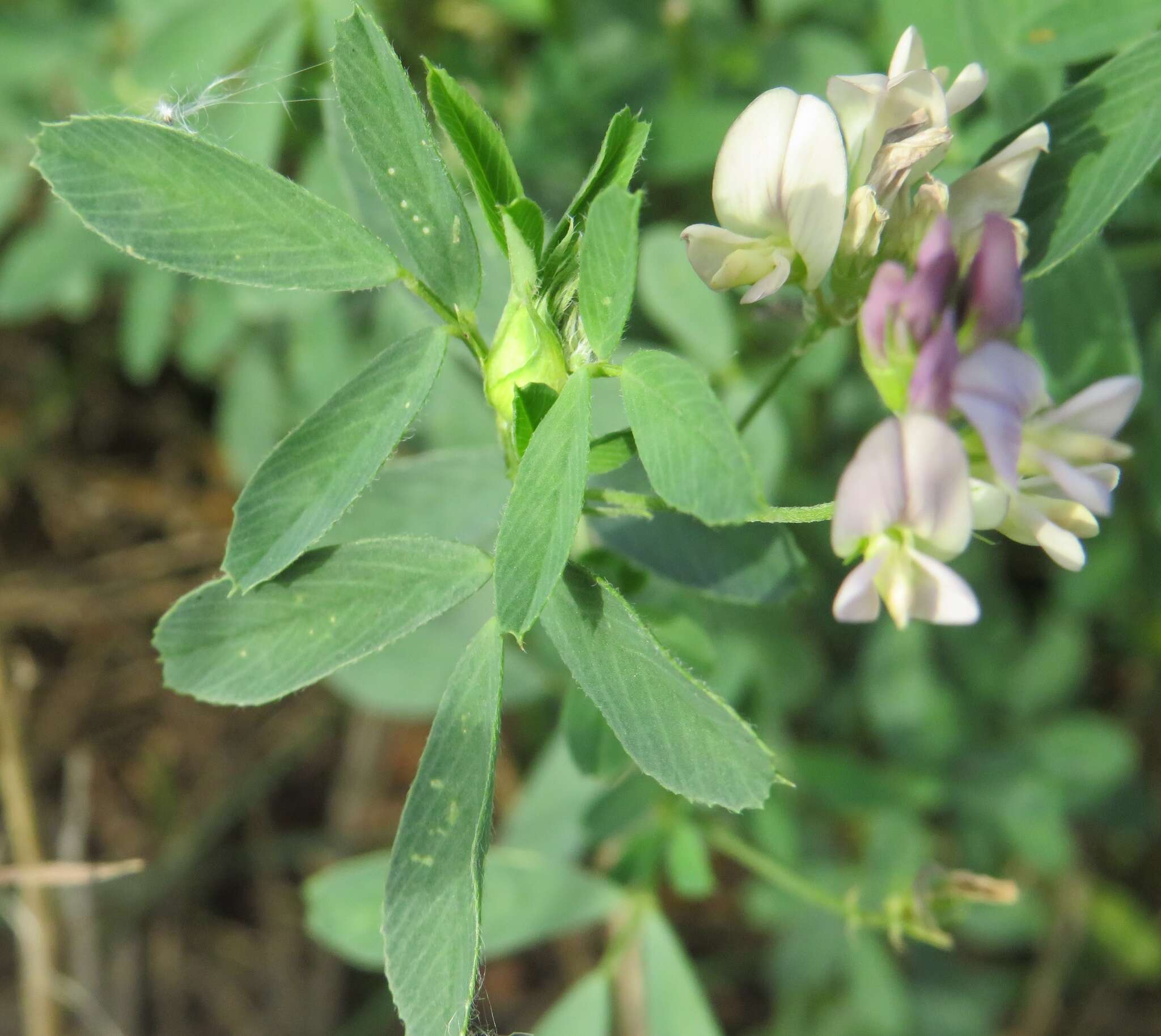 Medicago sativa subsp. varia (Martyn) Arcang.的圖片