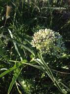 Слика од Asclepias asperula subsp. capricornu (Woods.) Woods.