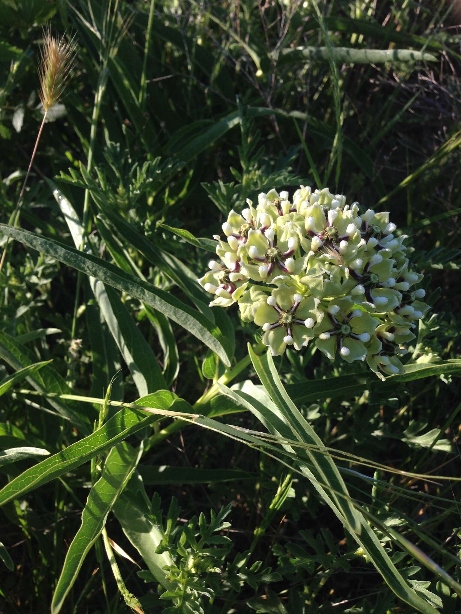 Слика од Asclepias asperula subsp. capricornu (Woods.) Woods.