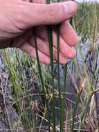 Image of Gulf Coast Spike-Rush