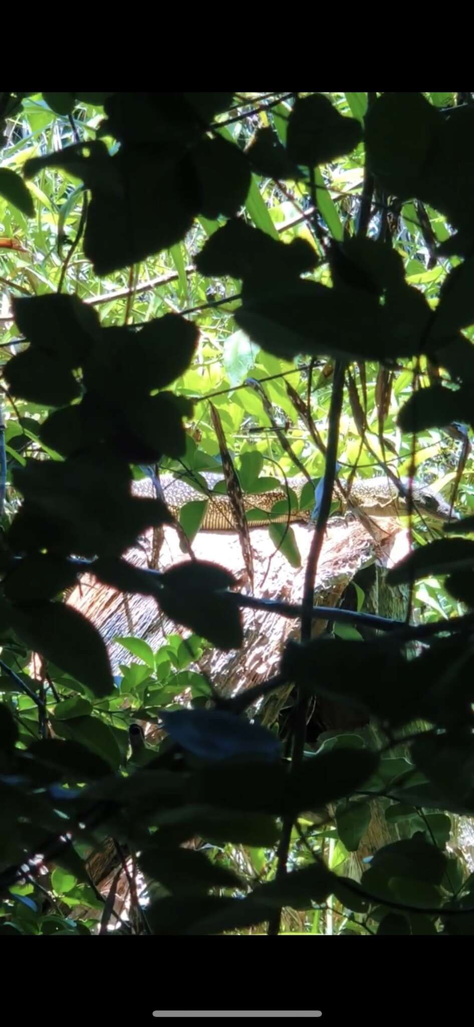 Image of Mangrove Goanna