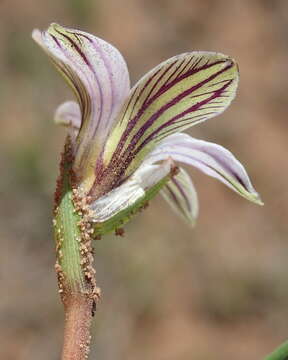 Image of Romulea atrandra G. J. Lewis