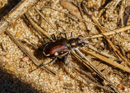 Image of Cicindela (Cicindela) scutellaris lecontei Haldeman 1853