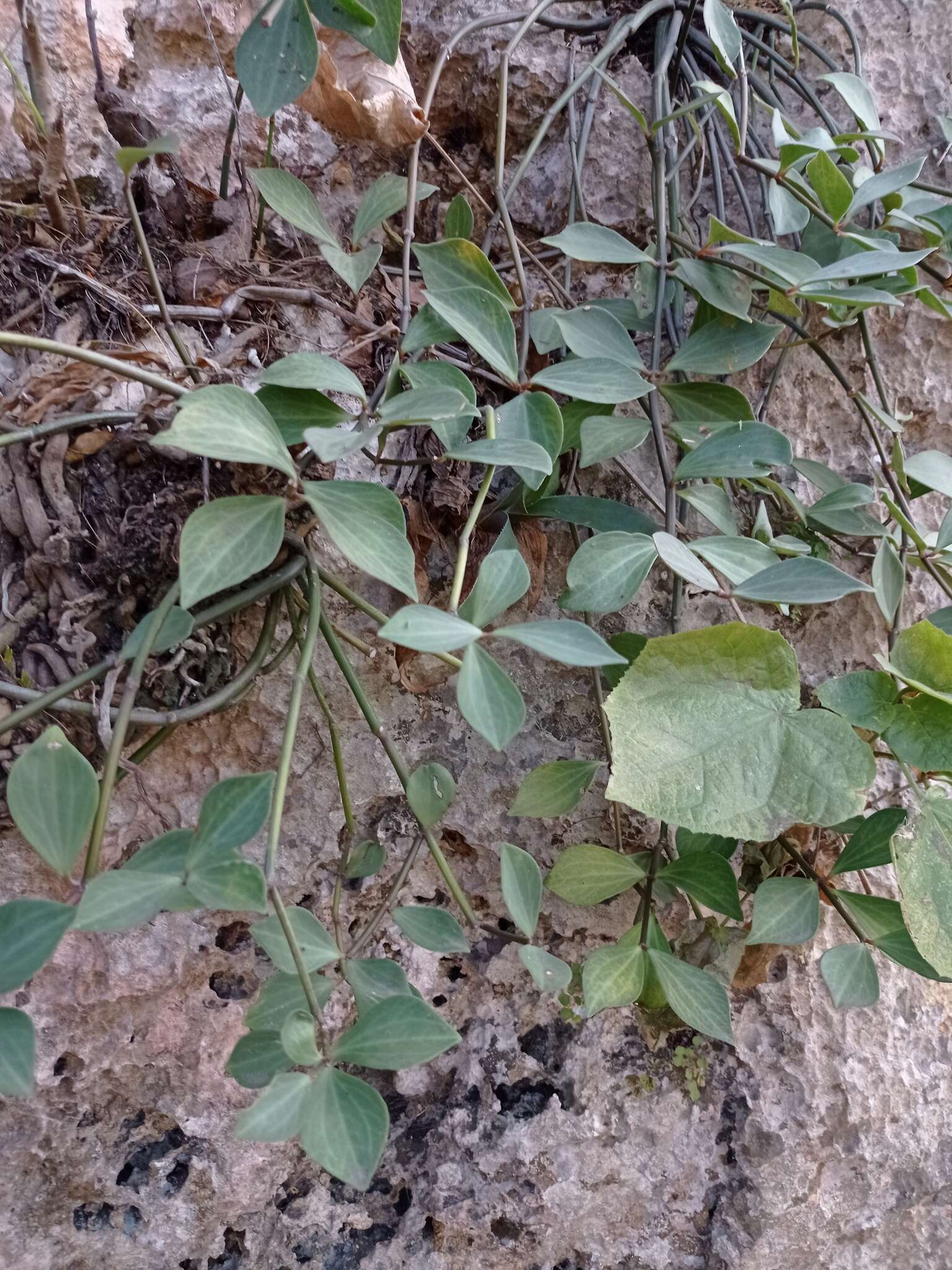 Image of Peperomia angustata Kunth