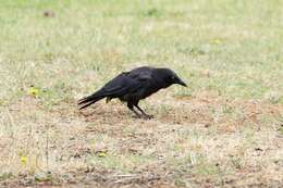 Image of Little Raven