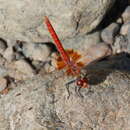 Imagem de Urothemis thomasi Longfield 1932