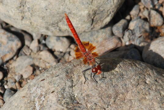 Imagem de Urothemis thomasi Longfield 1932