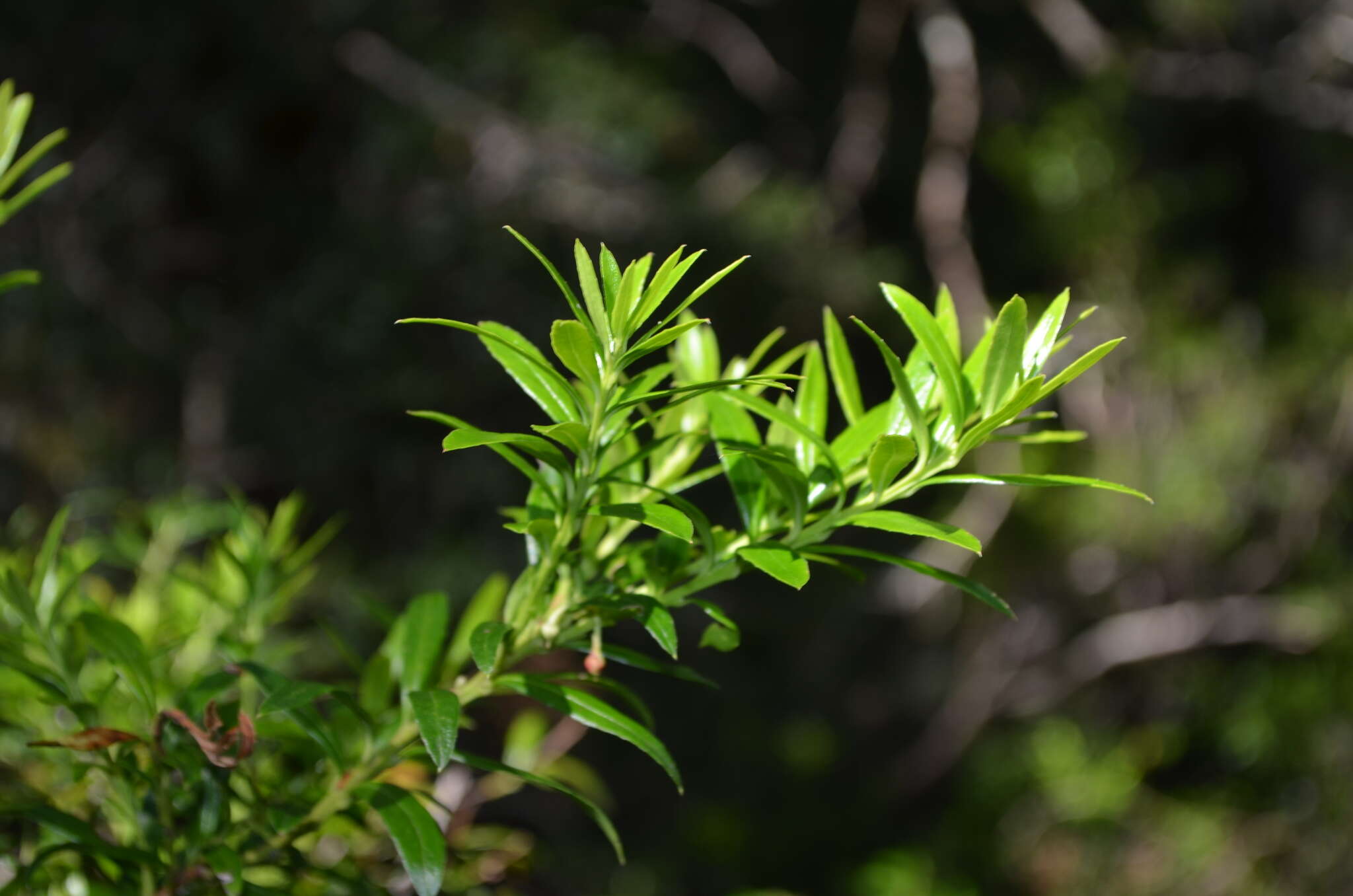 Image of Gaultheria tenuifolia (R. Phil.) Sleum.