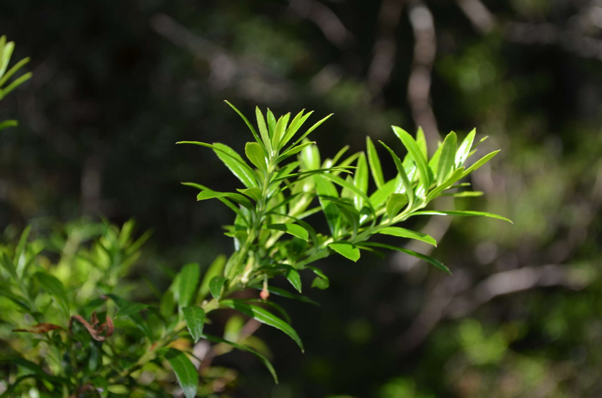 Sivun Gaultheria tenuifolia (R. Phil.) Sleum. kuva