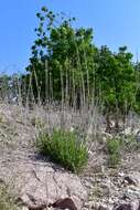 Image of leafy brickellbush