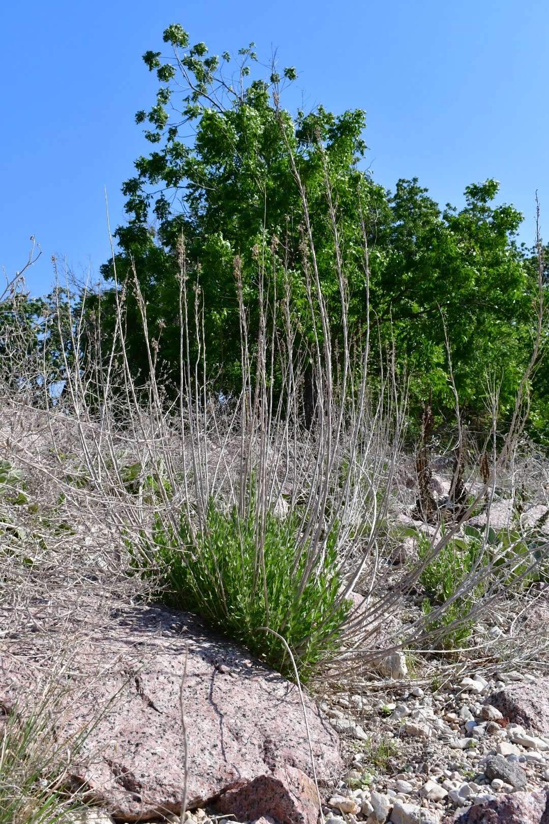 Image of leafy brickellbush