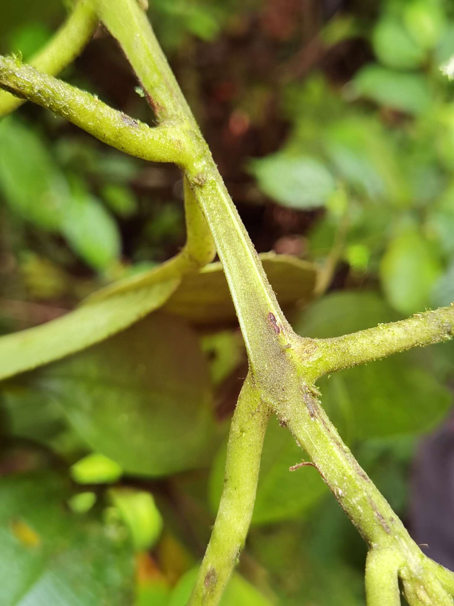 Image of Siparuna pauciflora (Beurl.) A. DC.