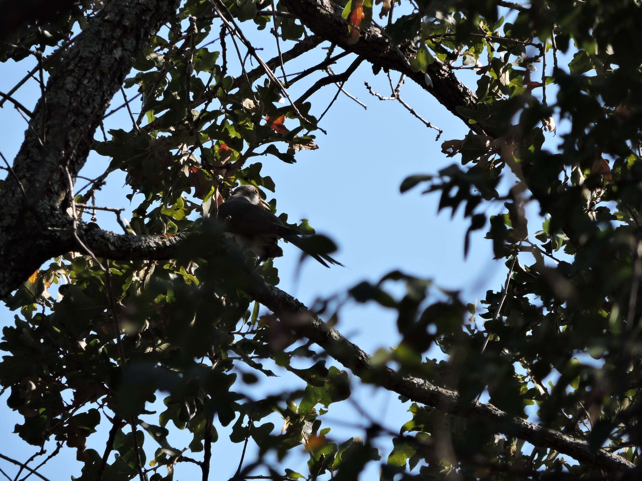 Image of Yellow-billed Cuckoo