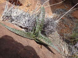 Image of Ledebouria apertiflora (Baker) Jessop