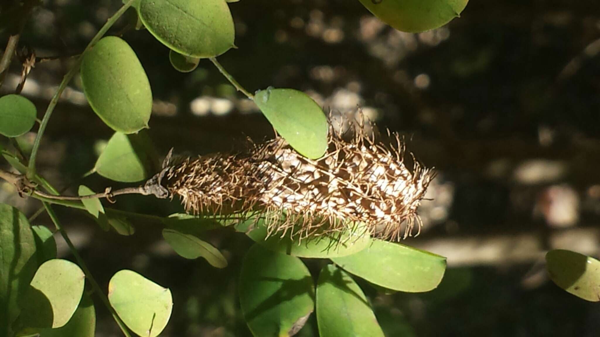 Image of Ormocarpum drakei R. Vig.