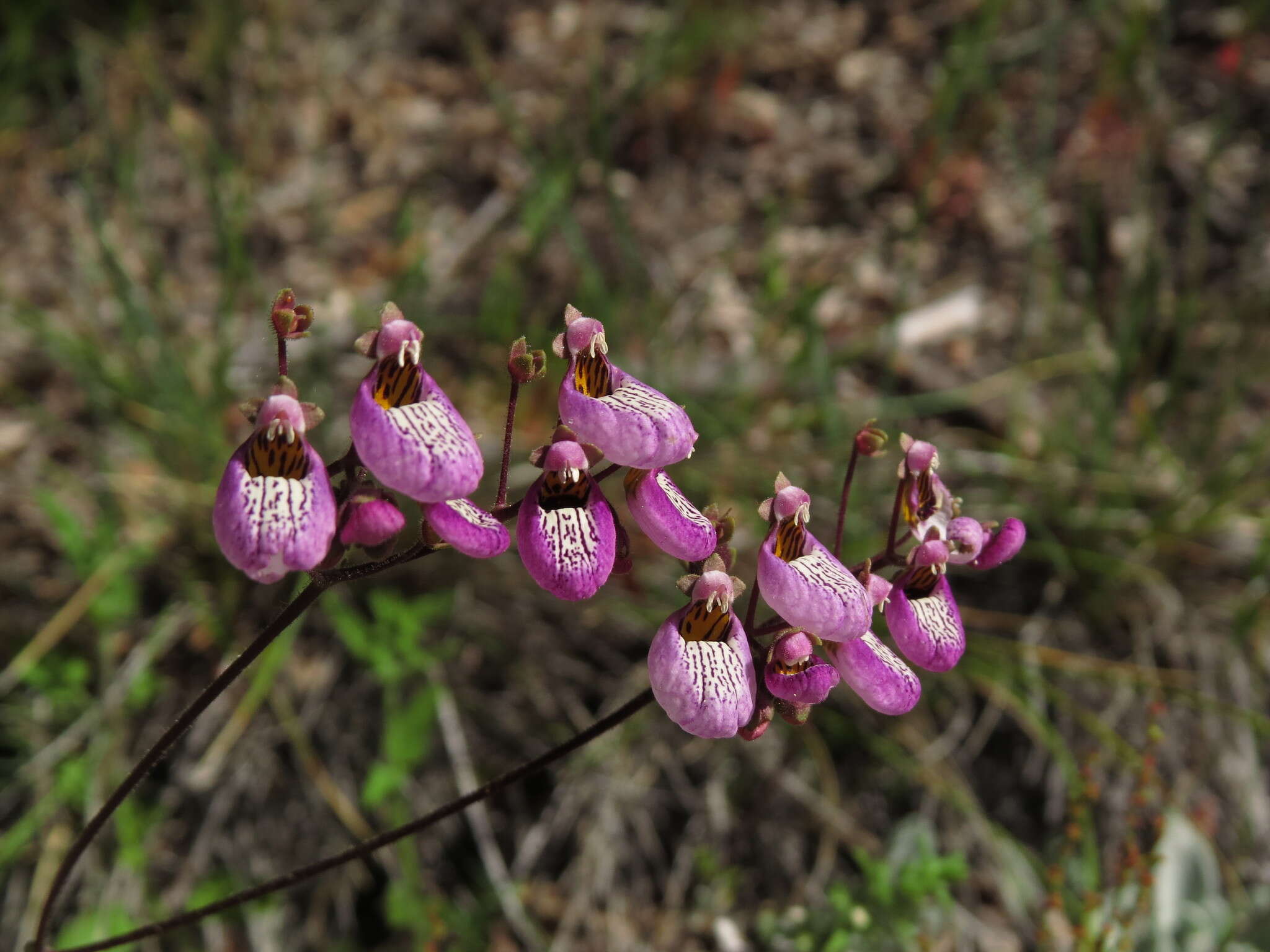 Image of Calceolaria cana Cav.