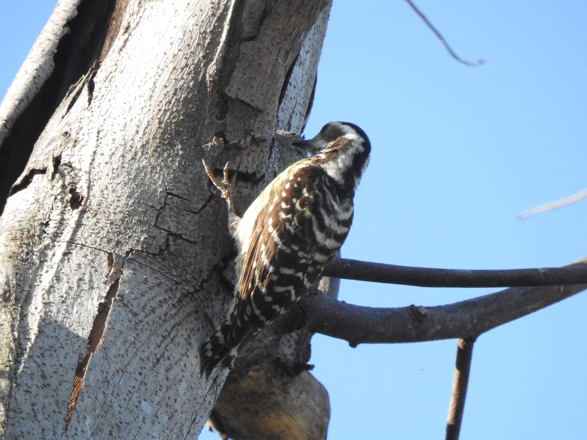 Image of Philippine Pygmy Woodpecker