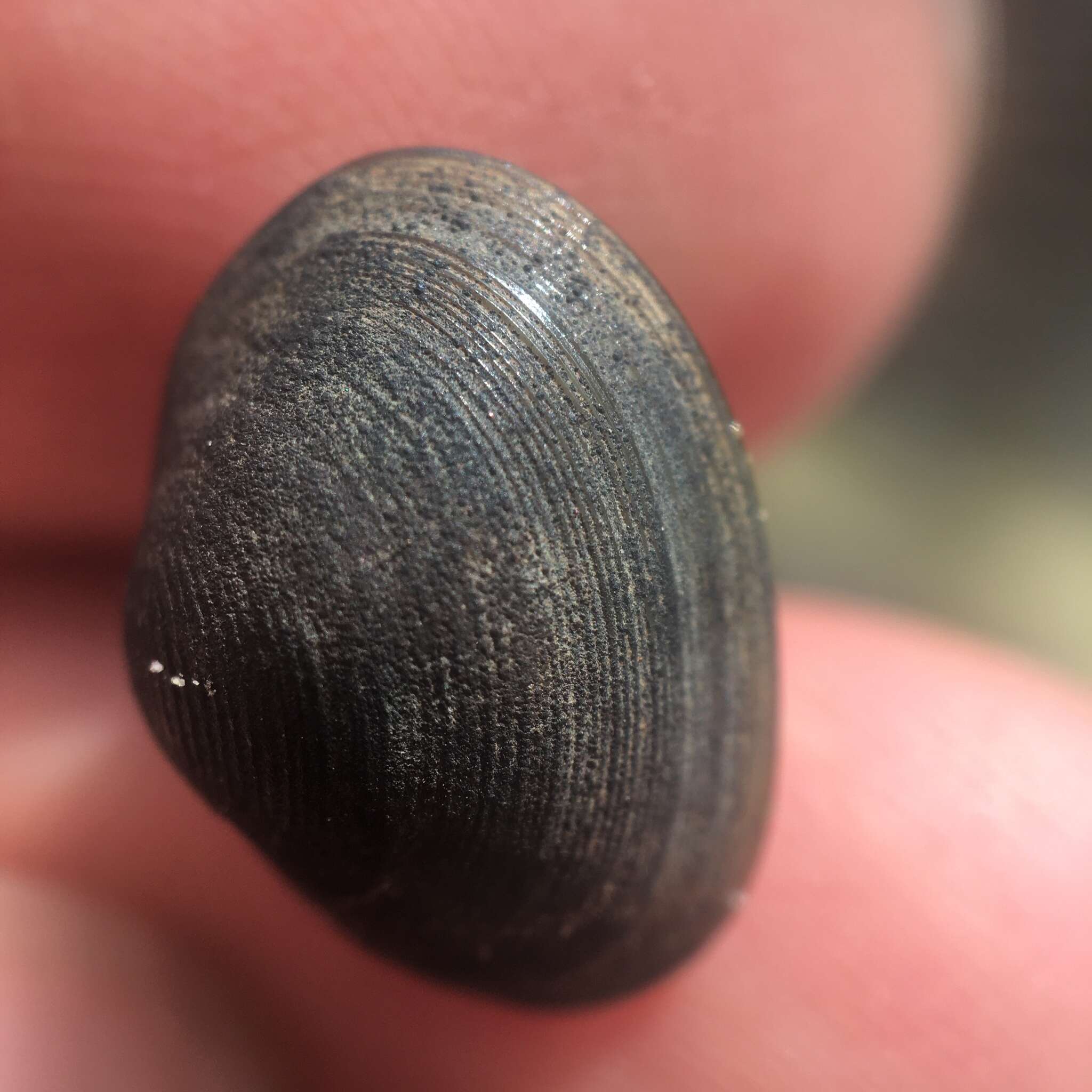 Image of Grooved Fingernail Clam