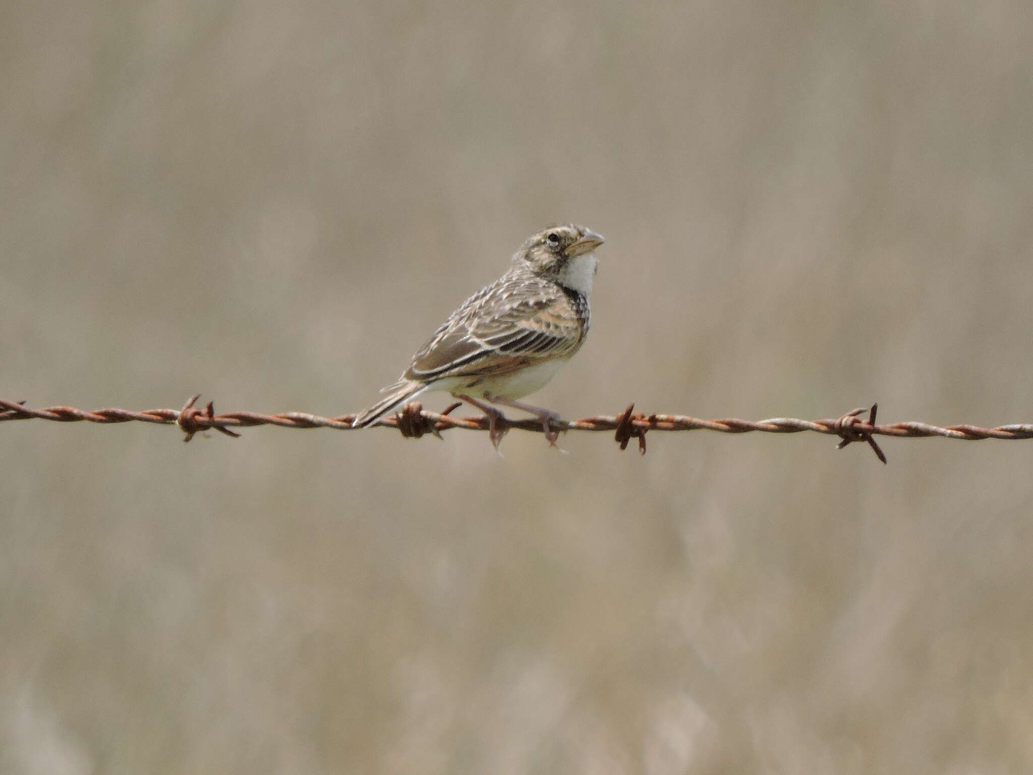 Image of Australasian Lark