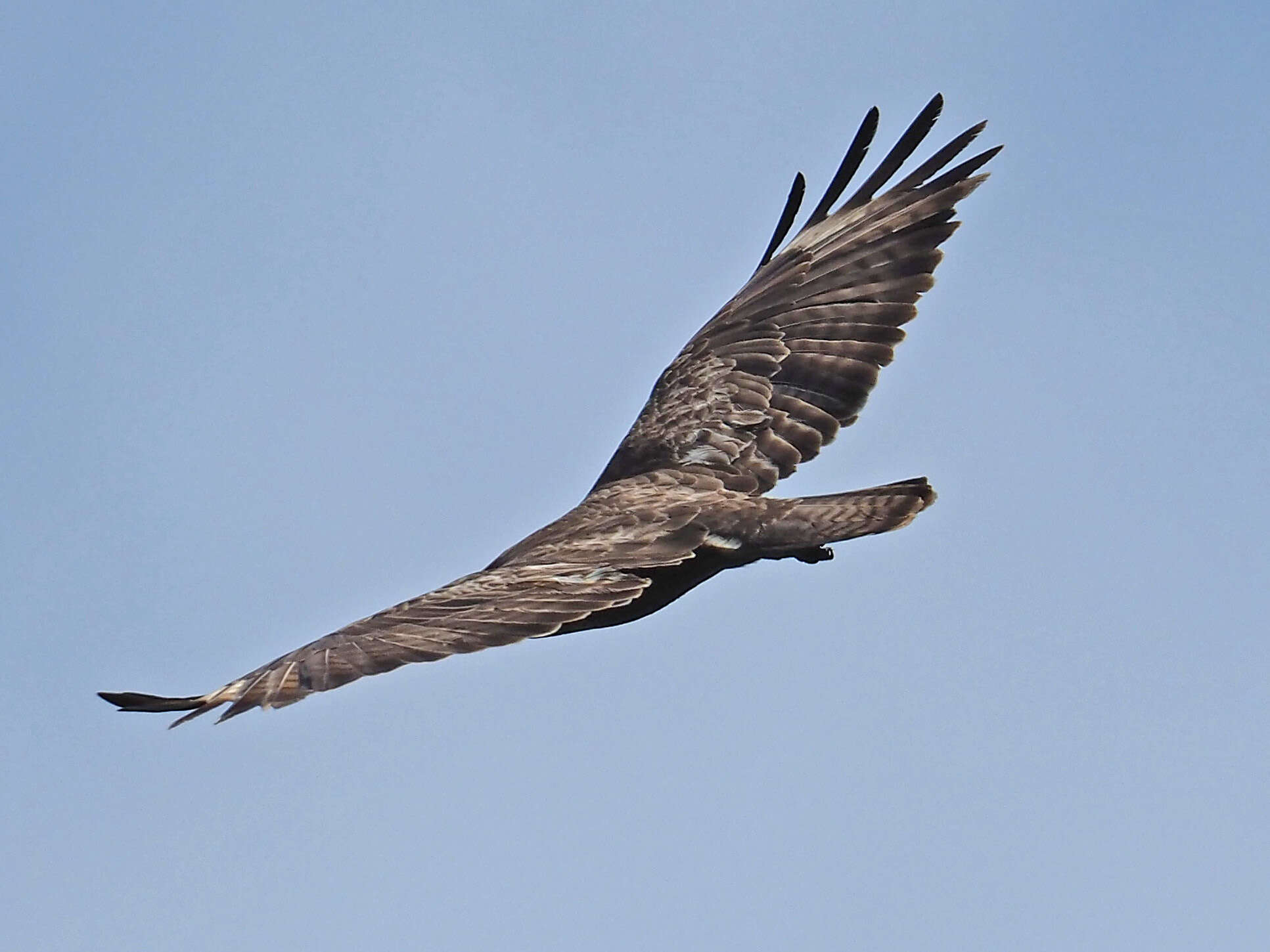 Image of Buteo buteo insularum Floericke 1903