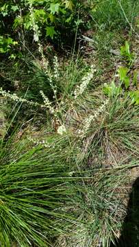 Image of Georgia beargrass