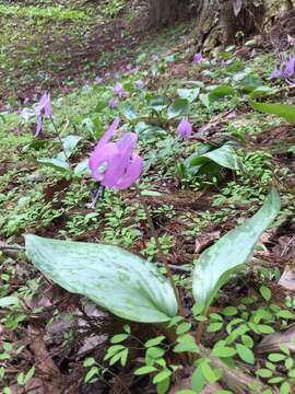 Image of Erythronium japonicum Decne.