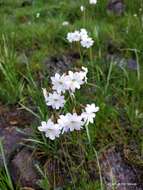 Image of Primula munroi Lindl.