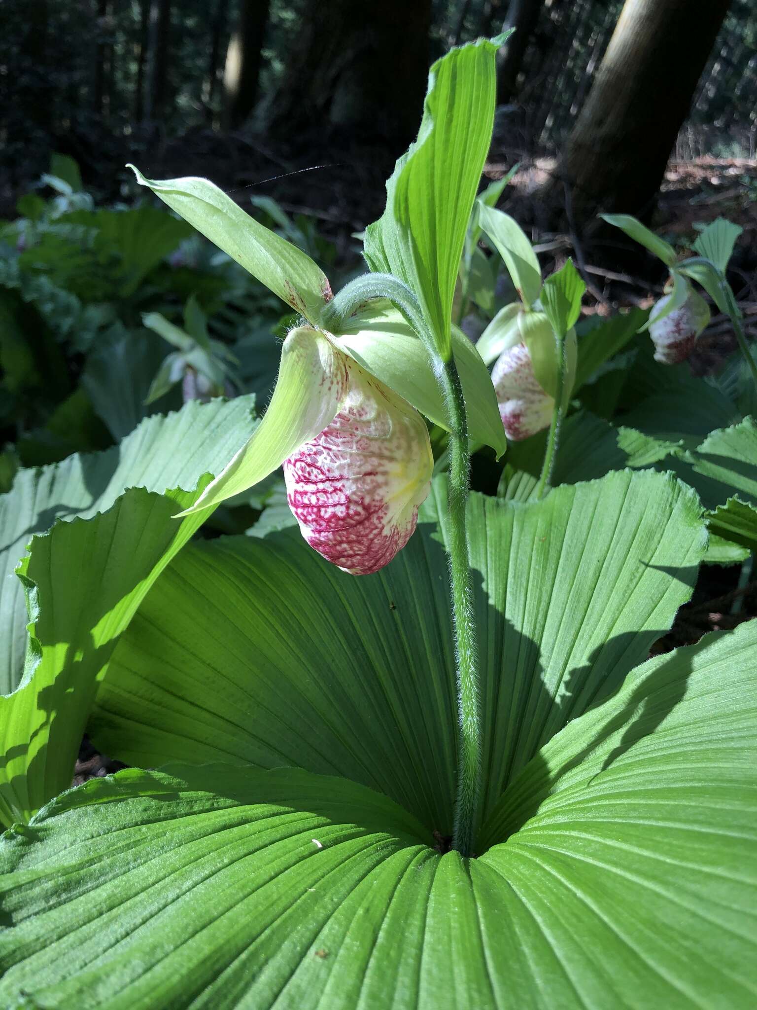 Image of Korean ladyslipper