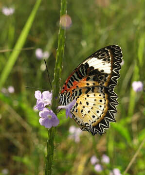 Cethosia cyane euanthes Fruhstorfer 1912 resmi